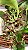 Catasetum Euzimar Filho - Imagem 1