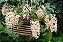 Dendrobium Farmeri pote 10 - Imagem 1