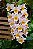 Dendrobium Farmeri pote 10 - Imagem 2