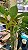 Cycnoches Pentadactylon - Imagem 1