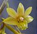 Dendrobium Ionopus - Imagem 1