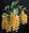 Dendrobium Griffithianum Pote 14 - Imagem 1