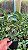 Dendrobium Griffithianum Pote 14 - Imagem 2