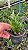 Dendrobium Erectifolium pote 10 - Imagem 2