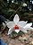 Dendrobium Trankimianum - Imagem 1