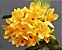 Dendrobium Sulcatum - Imagem 1