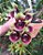 Catasetum Marks Red Hermosa Jungle Girl - Imagem 1