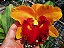 Cattleya Rlc. Nakornchaisri Delight - Imagem 2