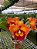 Cattleya Rlc. Nakornchaisri Delight - Imagem 1