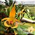 Bulbophyllum Lobbii - Imagem 1