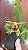 Coelogyne schilleriana hibrida - Imagem 1