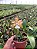 Cattleya Aclandiae Albescens - Adulta - Imagem 1