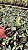 Cattleya Aclandiae Albescens - Adulta - Imagem 2