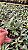 Cattleya Aclandiae Albescens - Adulta - Imagem 3