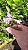 Dendrobium Aphanochilum x Dendrobium Chrysopterum - Pote 10 - Imagem 1