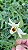 Dendobium Candidum x Bensoniae - Pote 10 - Imagem 1
