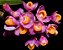 Dendrobium Obtusum - Pote 10 - Imagem 1