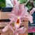 Clowesetum Pink Lemonade - Imagem 1