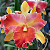 Rlc. Amazing Thailand - Imagem 1