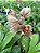 Catasetum Dapper Dots - Imagem 2