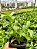 Dendrobium Amethystoglossum - Imagem 3