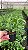 Dendrobium Amethystoglossum - Imagem 2