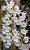 Dendrobium Cretaceum - Imagem 1