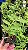 Dendrobium Cretaceum - Imagem 2