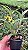 Dendrobium Convolutum - Imagem 2