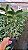 Dendrobium Thyrsiflorum - Imagem 2