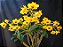 Dendrobium Crizotoxum - Imagem 1
