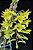 Dendrobium Cerinum - Imagem 1