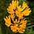 Dendrobium Trichostomum - Imagem 1