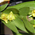 Dendrobium Sec. Aporum - Imagem 1