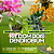 Kit 2 Dendrobiuns - Hibiki e Agregatum - Imagem 1