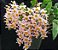 Dendrobium Rosy Cluster - Adulta - Imagem 1