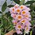 Dendrobium Rosy Cluster - Adulta - Imagem 2