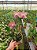 Blc. Durigan - Adulta - Imagem 2