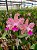 Blc. Durigan - Adulta - Imagem 1