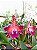 Blc. Durigan Aquarius - Adulta - Imagem 1