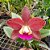 Blc. Durigan Crater - Adulta - Imagem 1