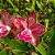 Blc. Durigan Iris - Adulta - Imagem 1