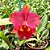 Blc. Edisto "New Berry" x Blc. Chunyeah 17 - Adulta - Imagem 1