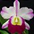 Blc. Robert Strait 'Hawaii' - Adulta - Imagem 1