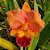 Blc. Salmon Tak - Adulta - Imagem 1