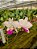 Cattleya Walkeriana S/A Flamea Tokutsu - Adulta - Imagem 1