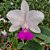 Cattleya Walkeriana S/A Tokio n1 - Adulta - Imagem 1
