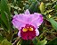 Cattleya Dream Paradise - Planta Adulta - Imagem 2
