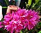 Dendrobium Hibiki - Pot. 10 - Imagem 1