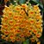 Dendrobium Densiflorum - Adulta - Imagem 1